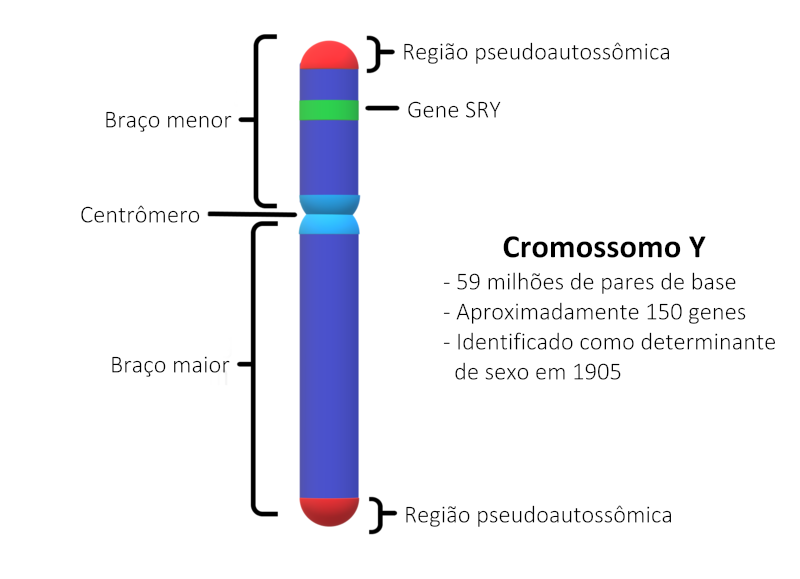 cromossomos sexuais XX e XY