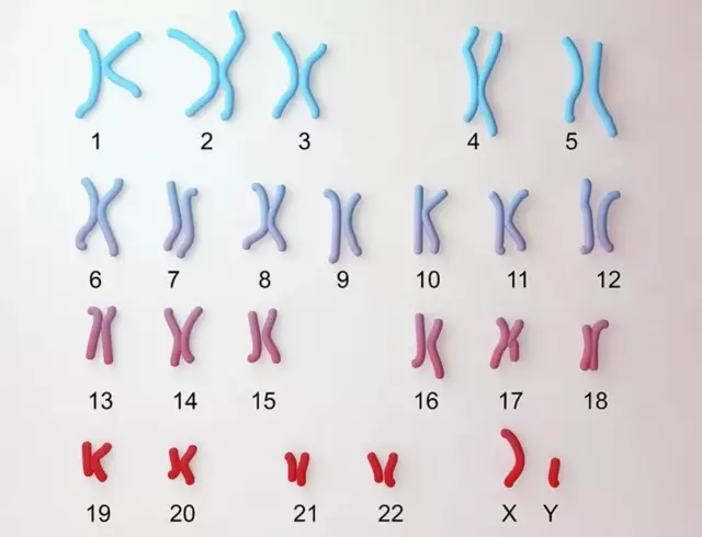 gene SRY