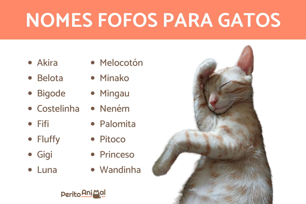 nomes de gatos machos populares