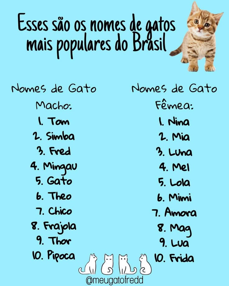 nomes criativos para gatos machos