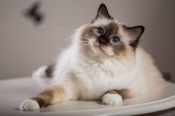 nomes de gatos machos para gatos brancos