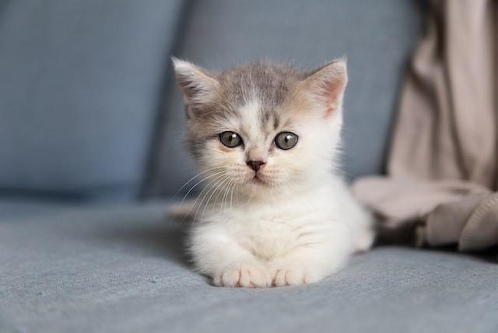 nomes de gatos machos para gatos laranjas
