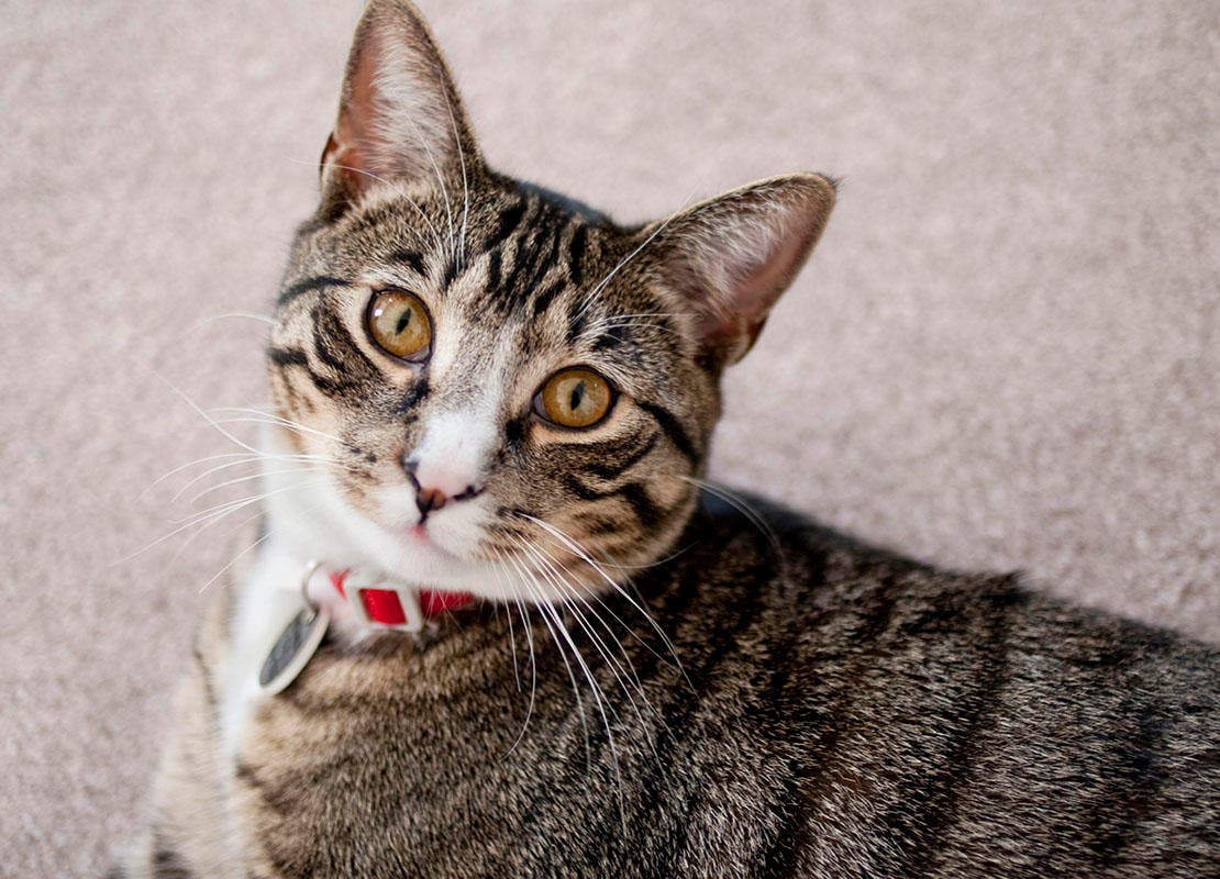 nomes de gatos machos raros