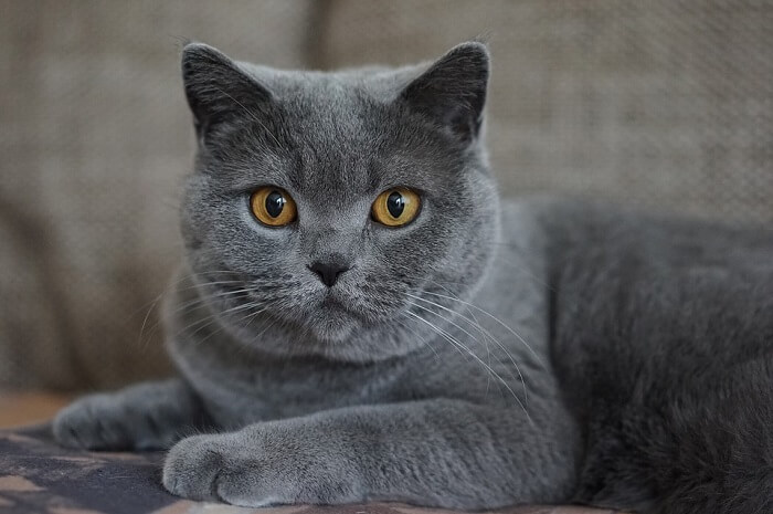 nomes de gatos machos em alta 2026