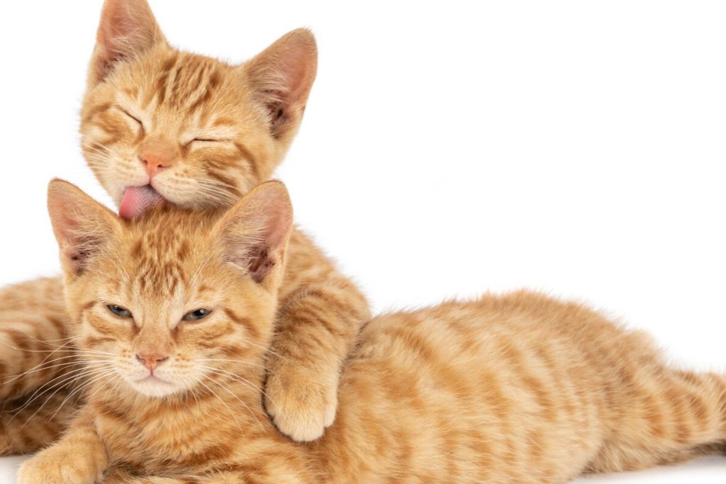 nomes de gatos machos populares