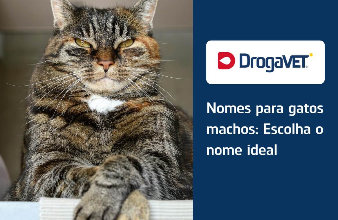 nomes de gatos machos diferentes