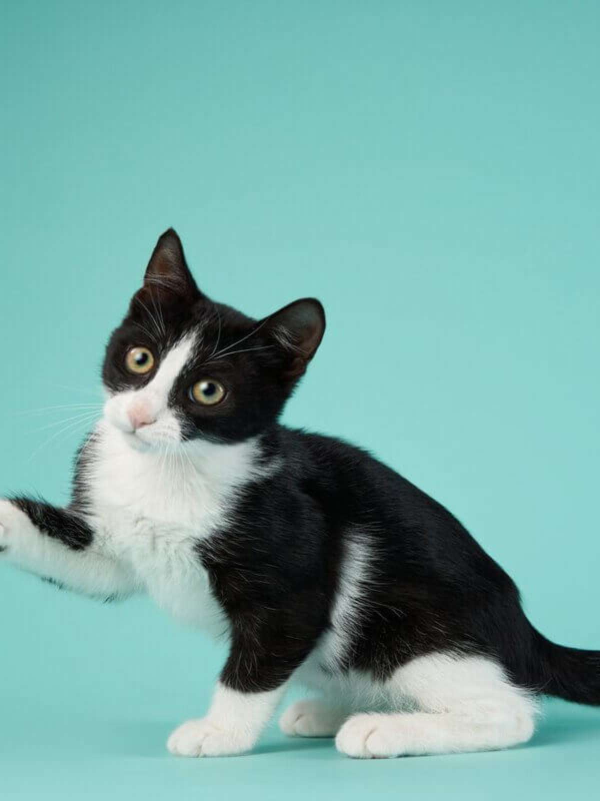 nomes de gatos machos engraçados