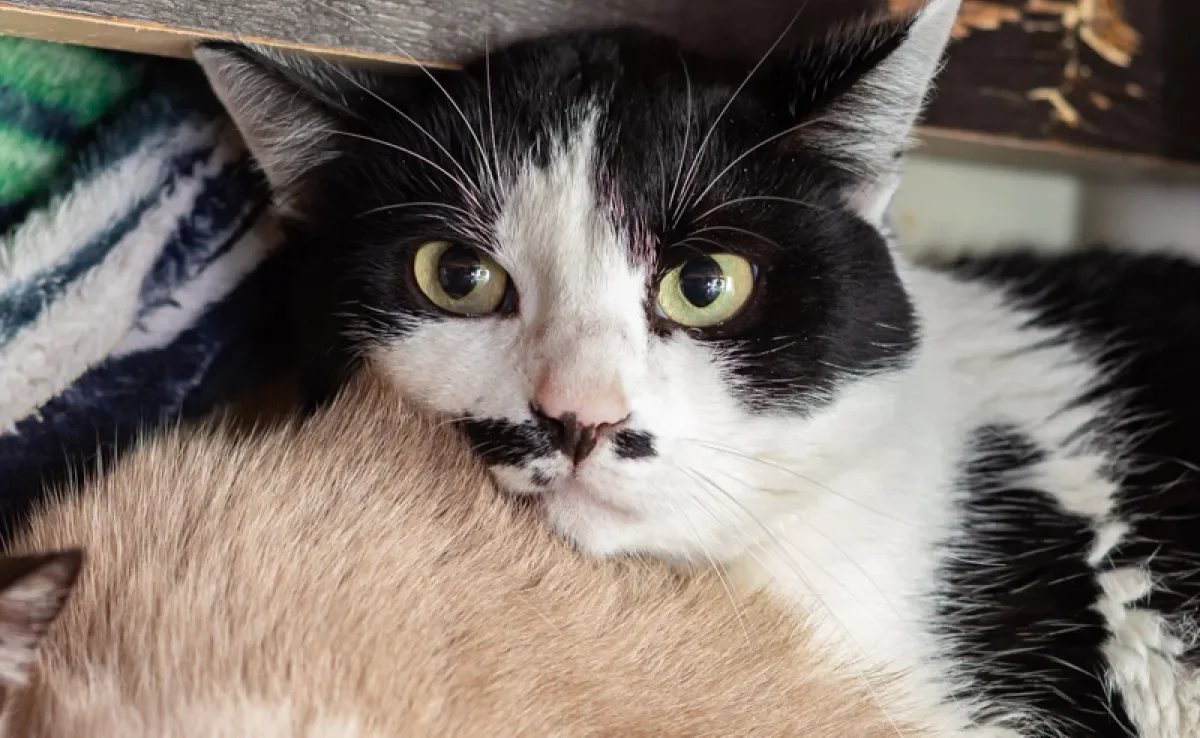 nomes de gatos machos engraçados