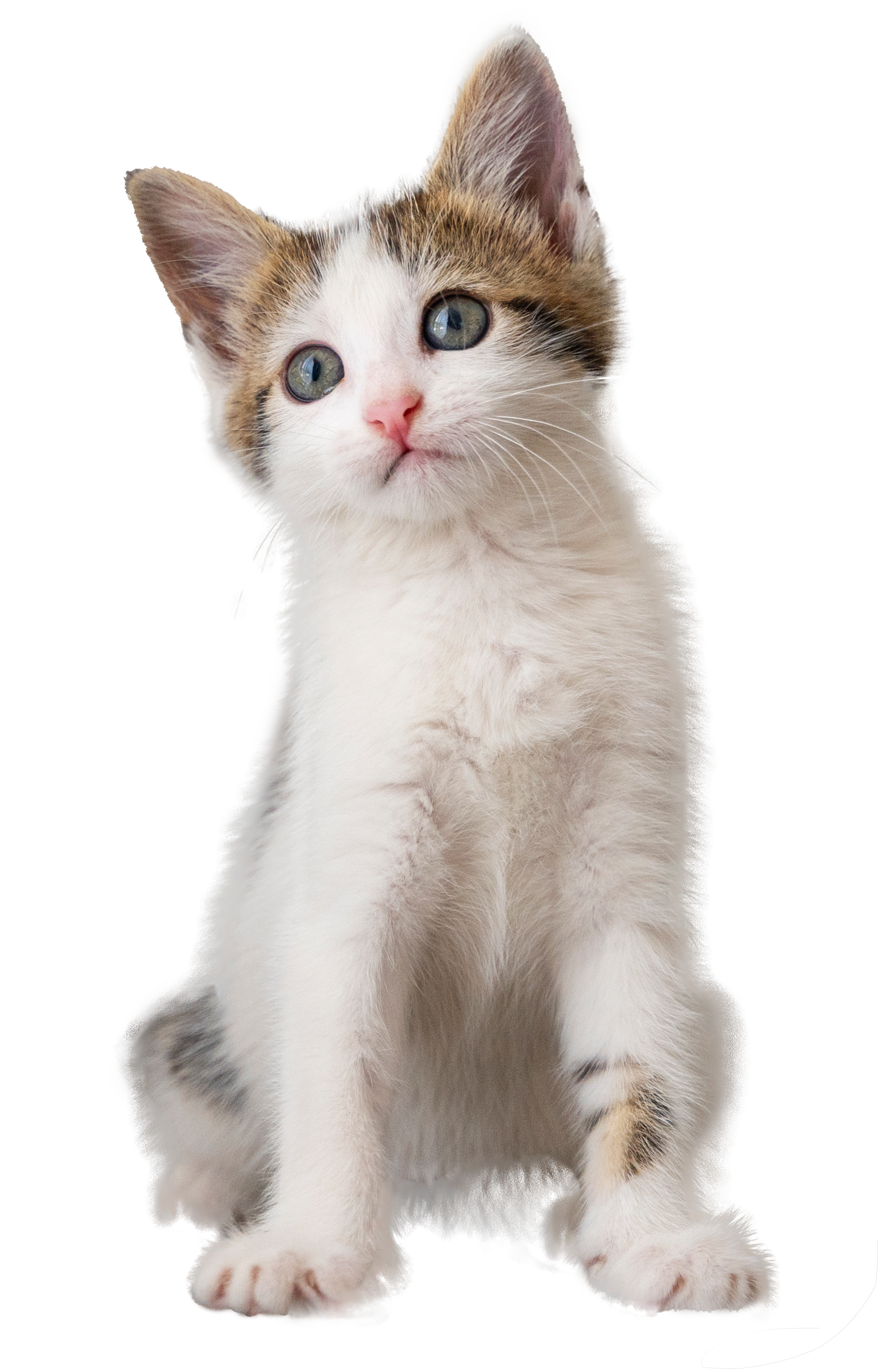 nomes de gatos machos inspirados em personagens