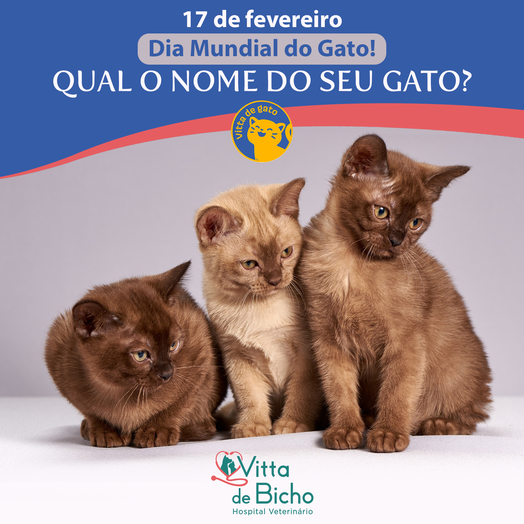 nomes de gatos machos para filhotes