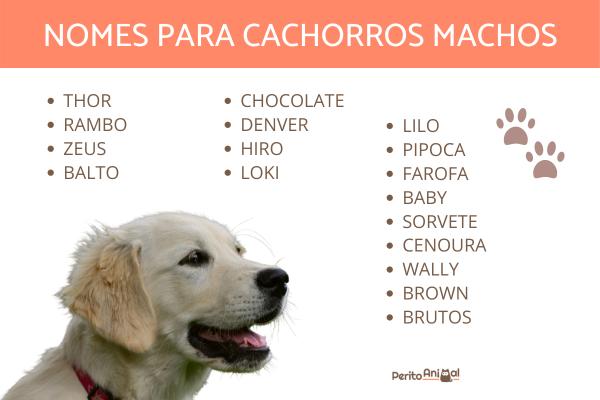 nomes chiques para cães machos