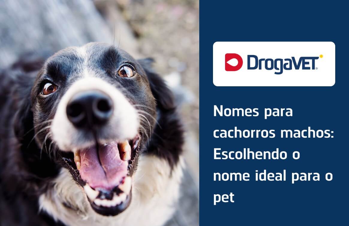 nomes elegantes para cachorros machos