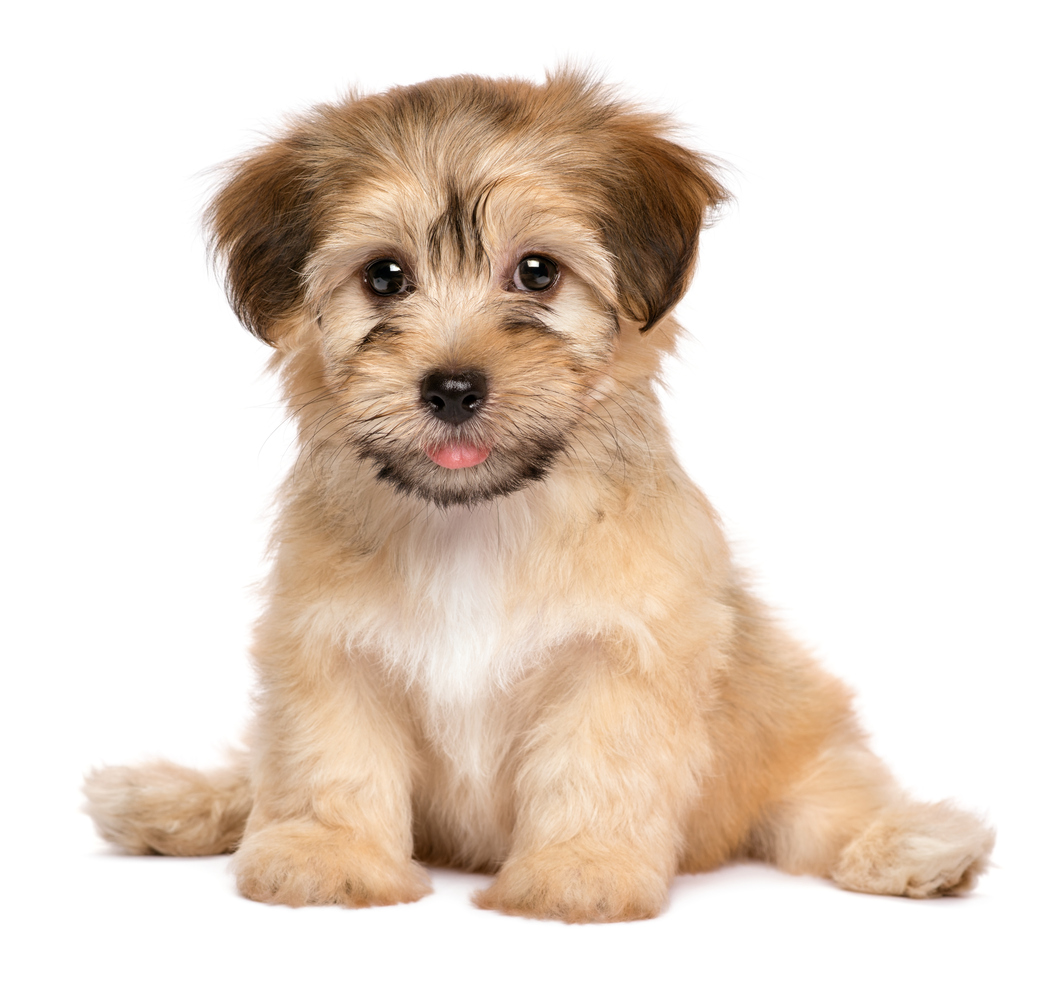 nomes de cachorro com ar de nobreza