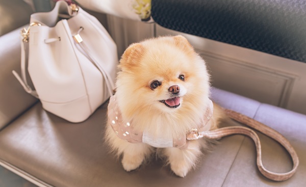 nomes clássicos e sofisticados para cachorros
