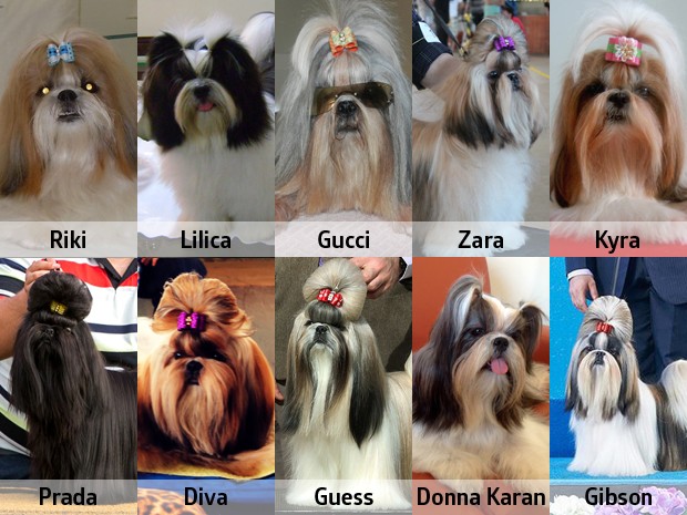 nomes de cachorro masculino com sonoridade europeia