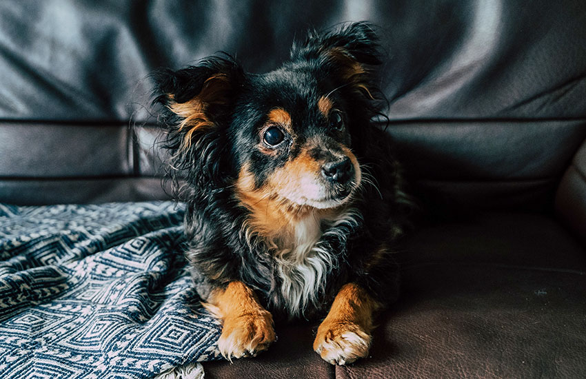 nomes de cachorro masculino inspirados em literatura e história