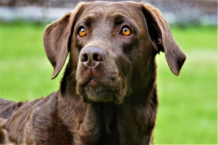 nomes de cachorro masculino para donos exigentes
