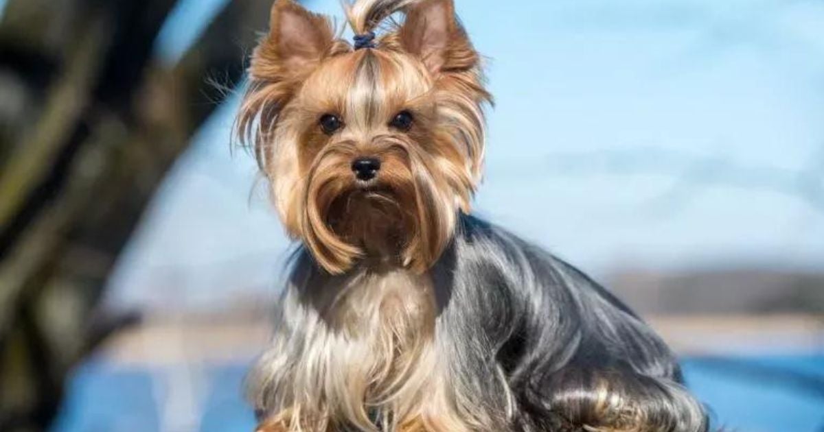 nomes de cachorro masculino de luxo