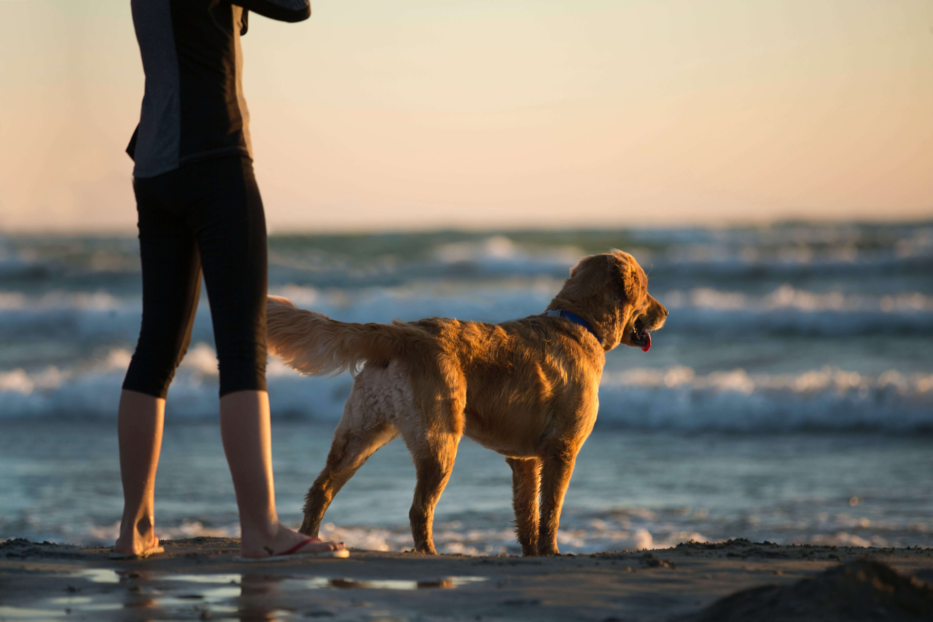 nomes chiques para cães machos