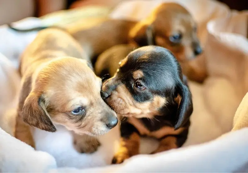 nomes inspirados em grifes para cães
