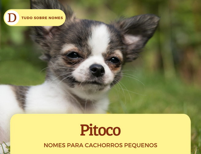 nomes clássicos e sofisticados para cachorros