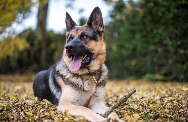nomes de cachorro para machos com pedigree