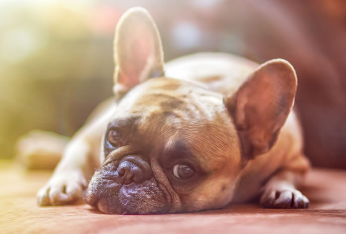 nomes de cachorro masculino inspirados em literatura e história